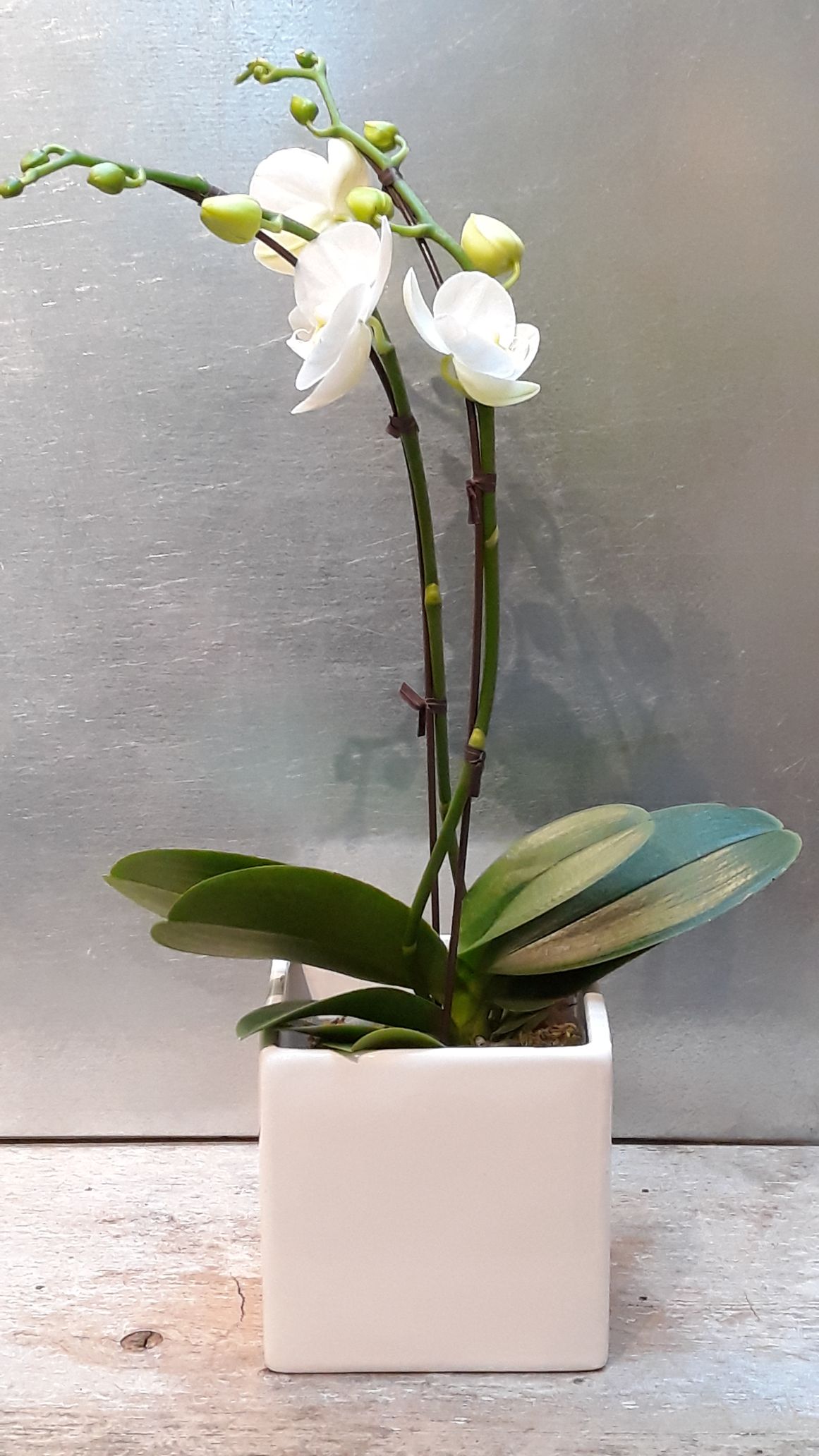 4" Phalaenopsis Orchid - White 