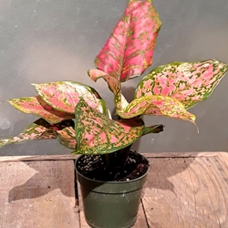 4" Aglaonema pink 