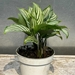 4” Calathea vittata - 1120136