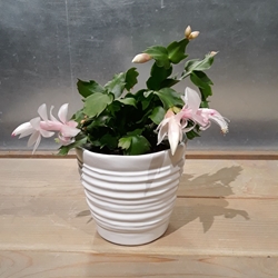 4” Christmas Cactus 