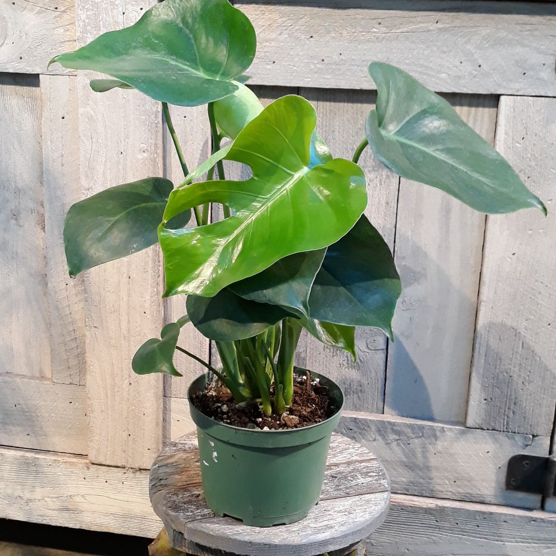 1円スタート 605 オランダ産 MONSTERA ALBO BORSIGIANA VARIEGATA 白斑 モンステラ アルボ ボルシギアナ 斑入り( モンステラ)｜売買されたオークション情報、yahooの商品情報をアーカイブ公開 - オークフ 花、園芸