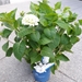 Hydrangea 'Blushing Bride' - 2 gal   - 3393