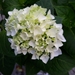 Hydrangea 'Blushing Bride' - 2 gal   - 3393