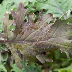 Kale, Red - 3.5"   