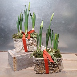 Paperwhites in Birch Pot 