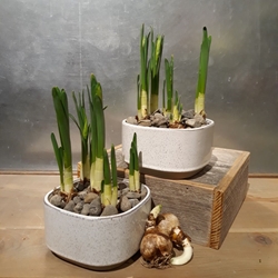 Paperwhites in Blakely Pot 