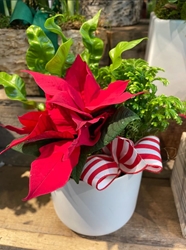 Potted Mini Poinsettia 