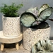 Terrazzo Planter - 233018