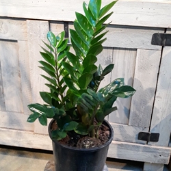 8” False Zamia 