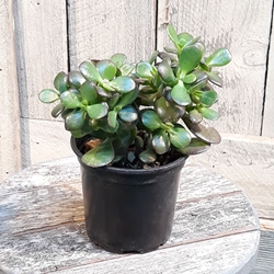 4” Jade 